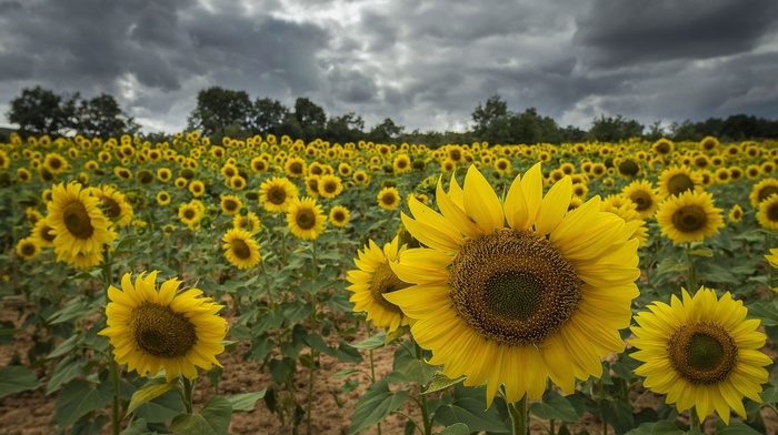 flowers, sunflowers, field