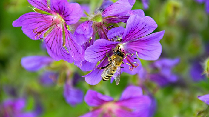 flowers, nature