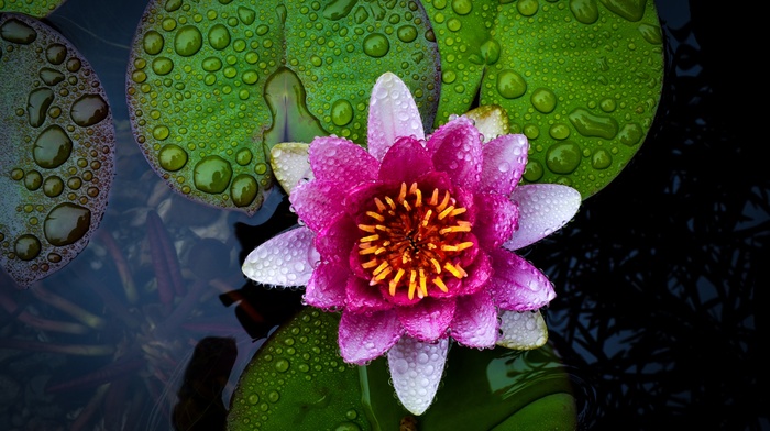 flowers, nature, water lilies
