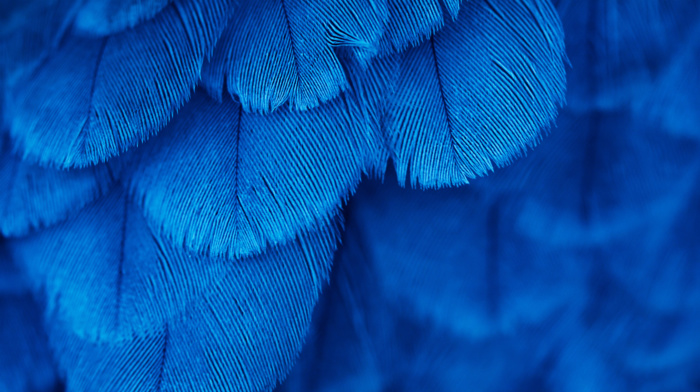 blue, feathers, photography, macro