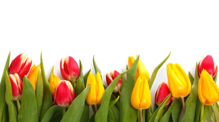 plants, colorful, nature, tulips, flowers, spring