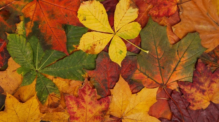 pattern, seasons, bright, green, leaves, nature, texture, fall, brown, abstract, colorful, yellow, orange, red, maple leaves