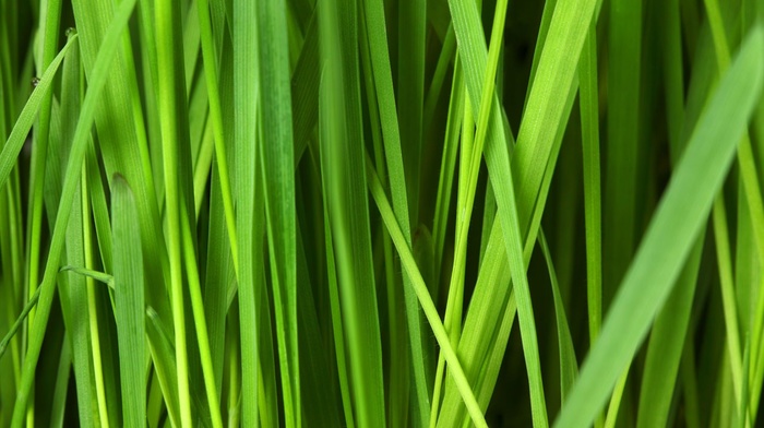 nature, pattern, grass, texture, plants, abstract, green