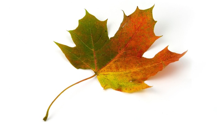 fall, colorful, leaves, maple leaves, yellow, green, red, white