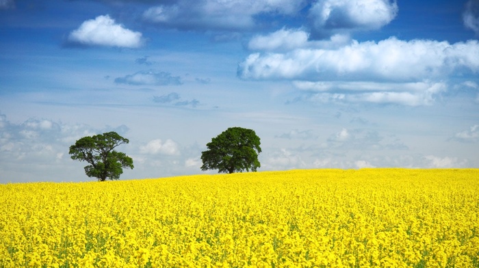 blue, trees, landscape, Rapeseed, yellow, sky, environment, field, clouds, horizon, rural, nature