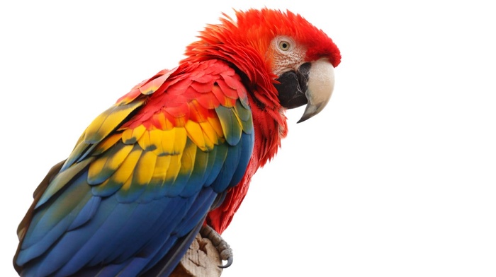 animals, feathers, birds, parrot, colorful, macaws