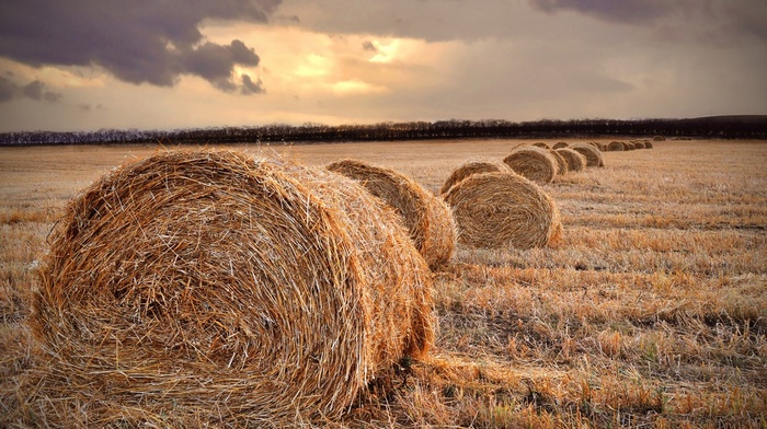 fall, straw, hay, farm, field, sunset, landscape, haystacks