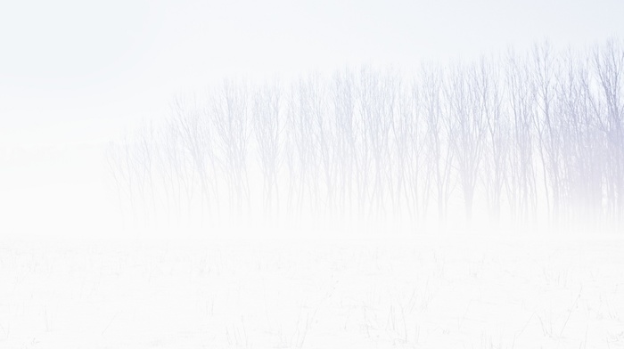 white, white background, winter, trees, snow