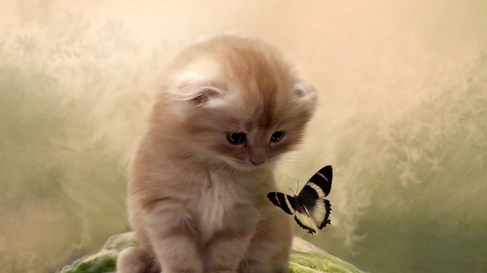 butterfly, insect, cat, animals, feline