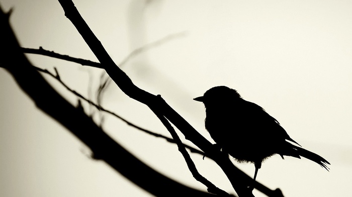birds, silhouette, twigs, monochrome