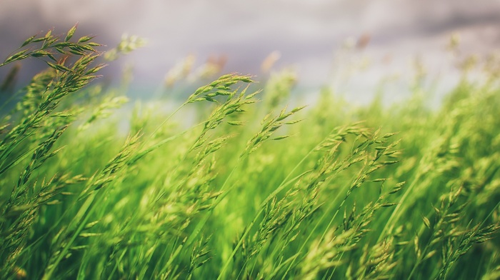 macro, nature, grass, photography