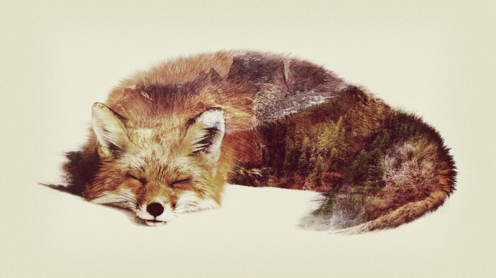 fox, Double Exposure, animals