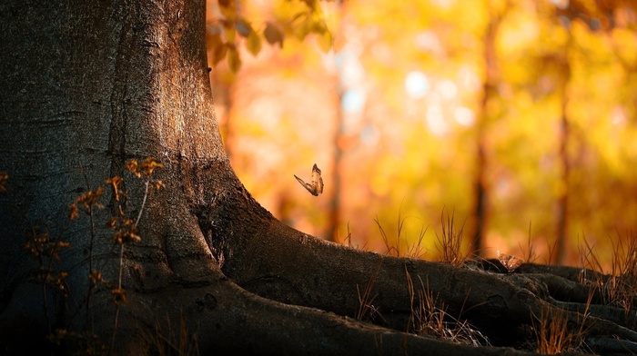 fall, butterfly, trees