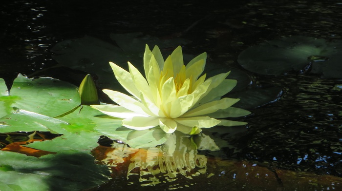 flowers, pond, water, water lilies, green, lilies