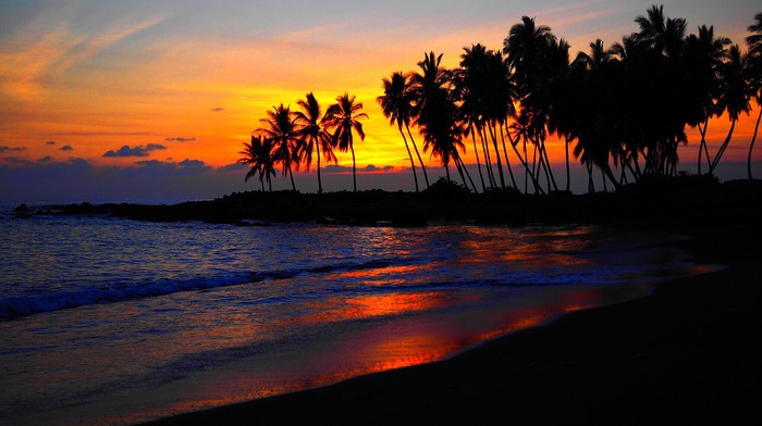 beach, sunset, palm trees