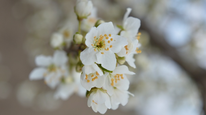 plants, flowers, spring