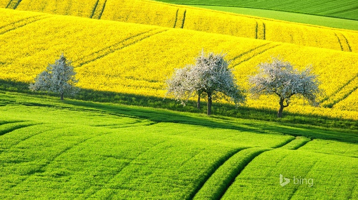 yellow, trees, plants, green, landscape, field