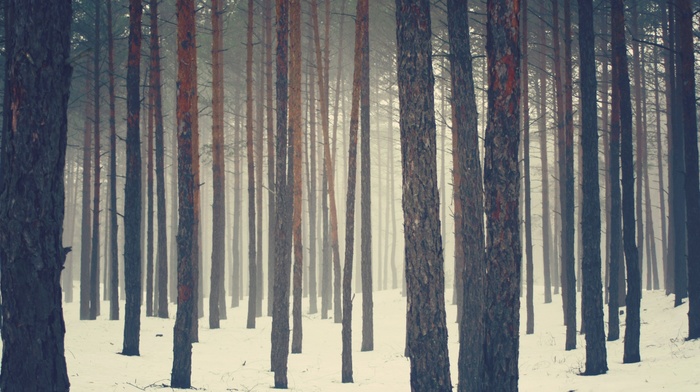 trees, forest, nature, snow