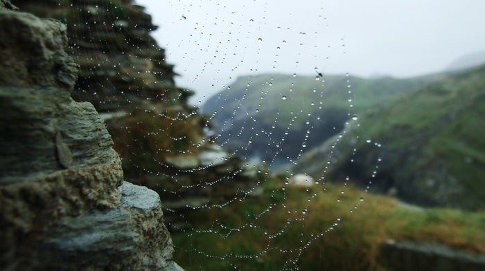 water drops, nature, spiderwebs, closeup