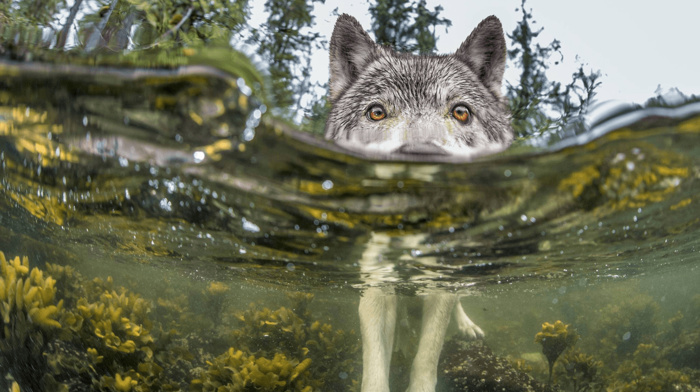 nature, forest, lake, water, wolf