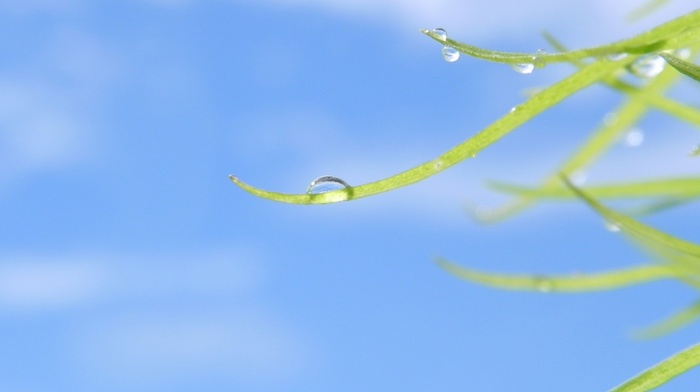 macro, grass, water drops