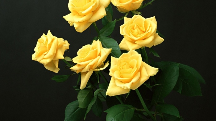 yellow flowers, yellow roses