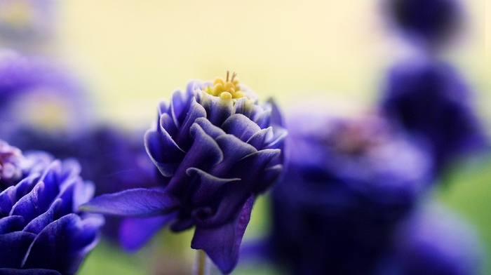 flowers, purple flowers, macro
