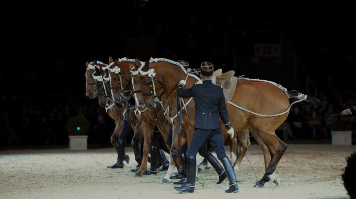 Equitation, Saumur, France, horse