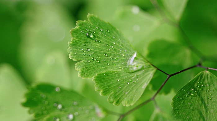 nature, macro, ginko, green, water drops, leaves, plants, closeup