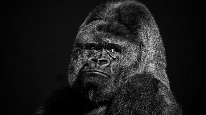 black, animals, gorillas, face