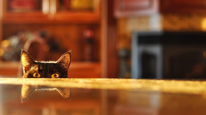 cat, reflection, blurred