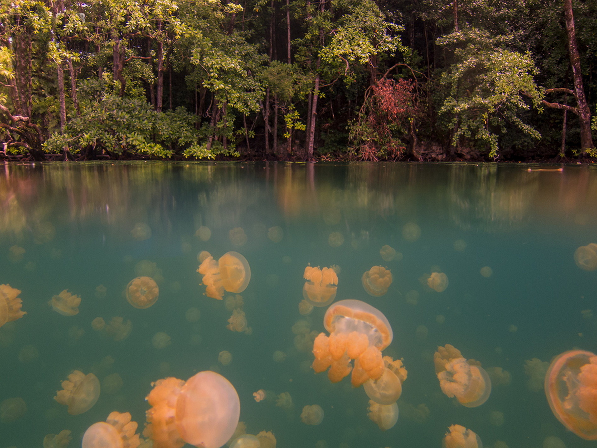 Озеро медуз Палау
