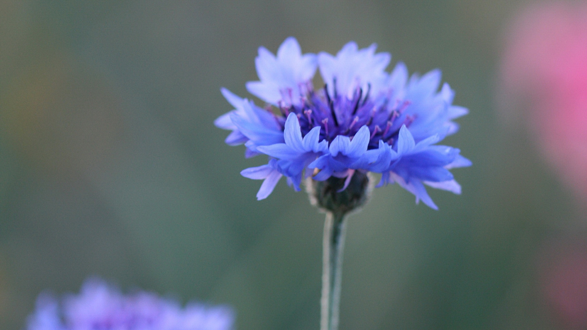 Cornflower Blue С†РІРµС‚