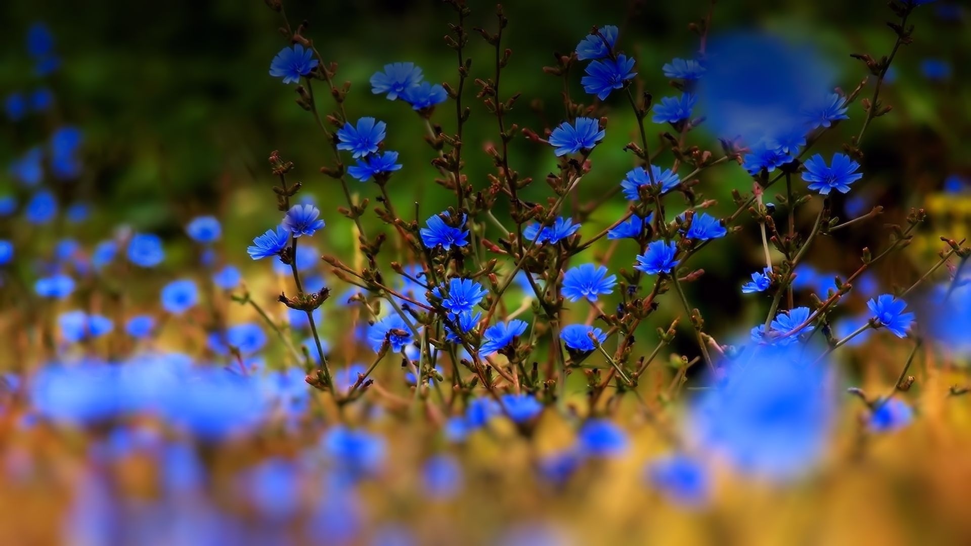 Синий цвет в природе