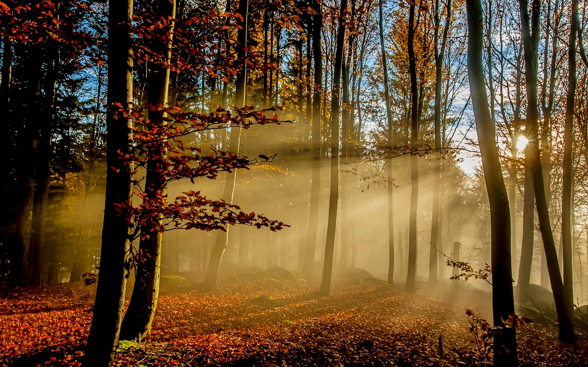 Trees Sun Rays Landscape Fall Morning Forest Wallpaper 187999