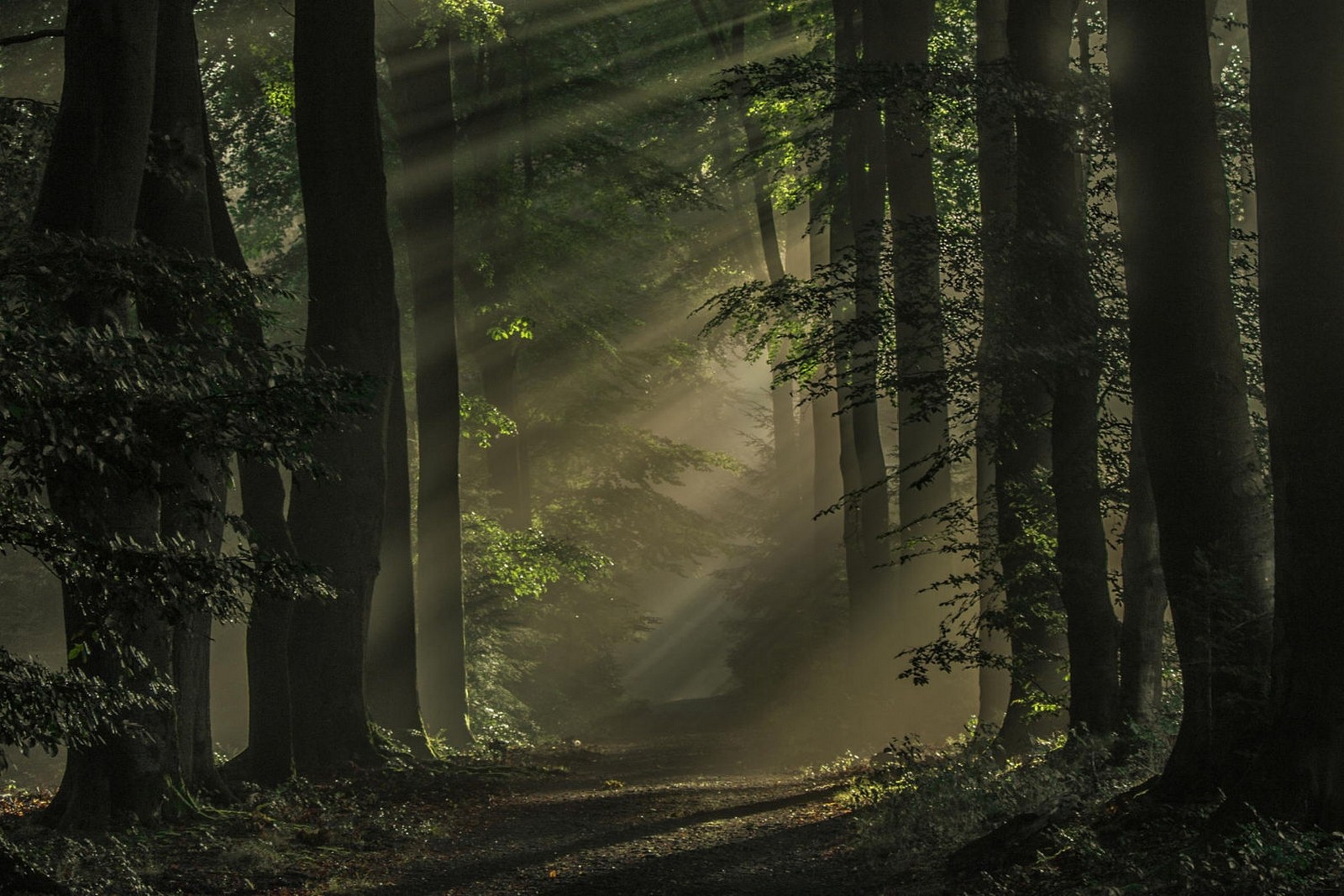 Path Nature Netherlands Forest Atmosphere Trees Wallpaper