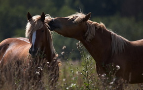 animals, summer, grass