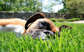 animals, dog, grass