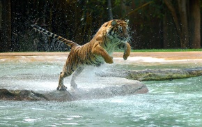 tiger, animals