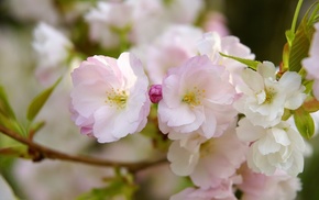sakura, flowers, petals, branch, macro