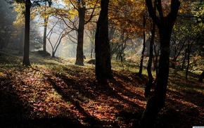 fall, forest, nature