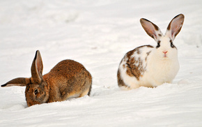 rabbits, animals, snow