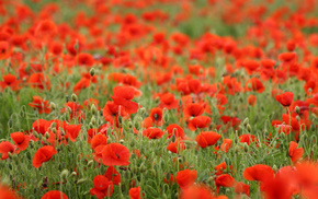 red, field, girl, flowers