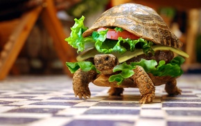 depth of field, animals, sandwiches, hamburgers, turtle, lettuce