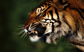 tiger, animals, forest