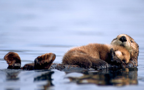 water, animals