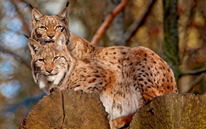 animals