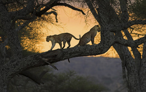 twigs, animals, couple, trees