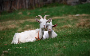 grass, summer, animals