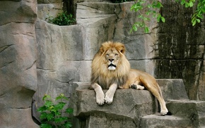 animals, stones, lion